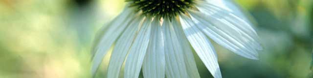 echinacea_white_pedals_crop